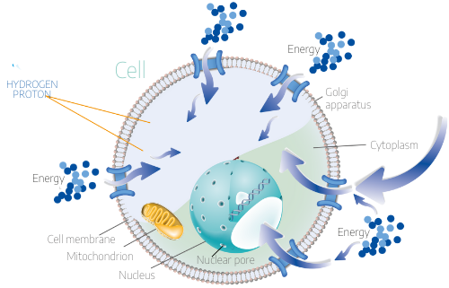 cellula
