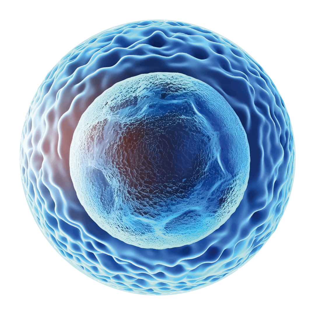cellula